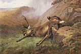 the lost stag by Archibald Thorburn